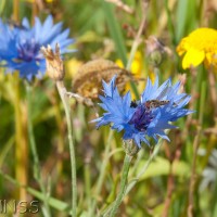 Cornflower